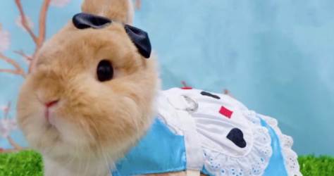 HappyFish Fashion – Alice in Wonderland harness dress set