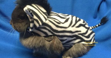 Cuddly Cavies Creations – Zebra Holland Lop Rabbit Costume