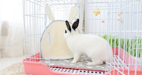 ECRABBIT – Bunny digging mat
